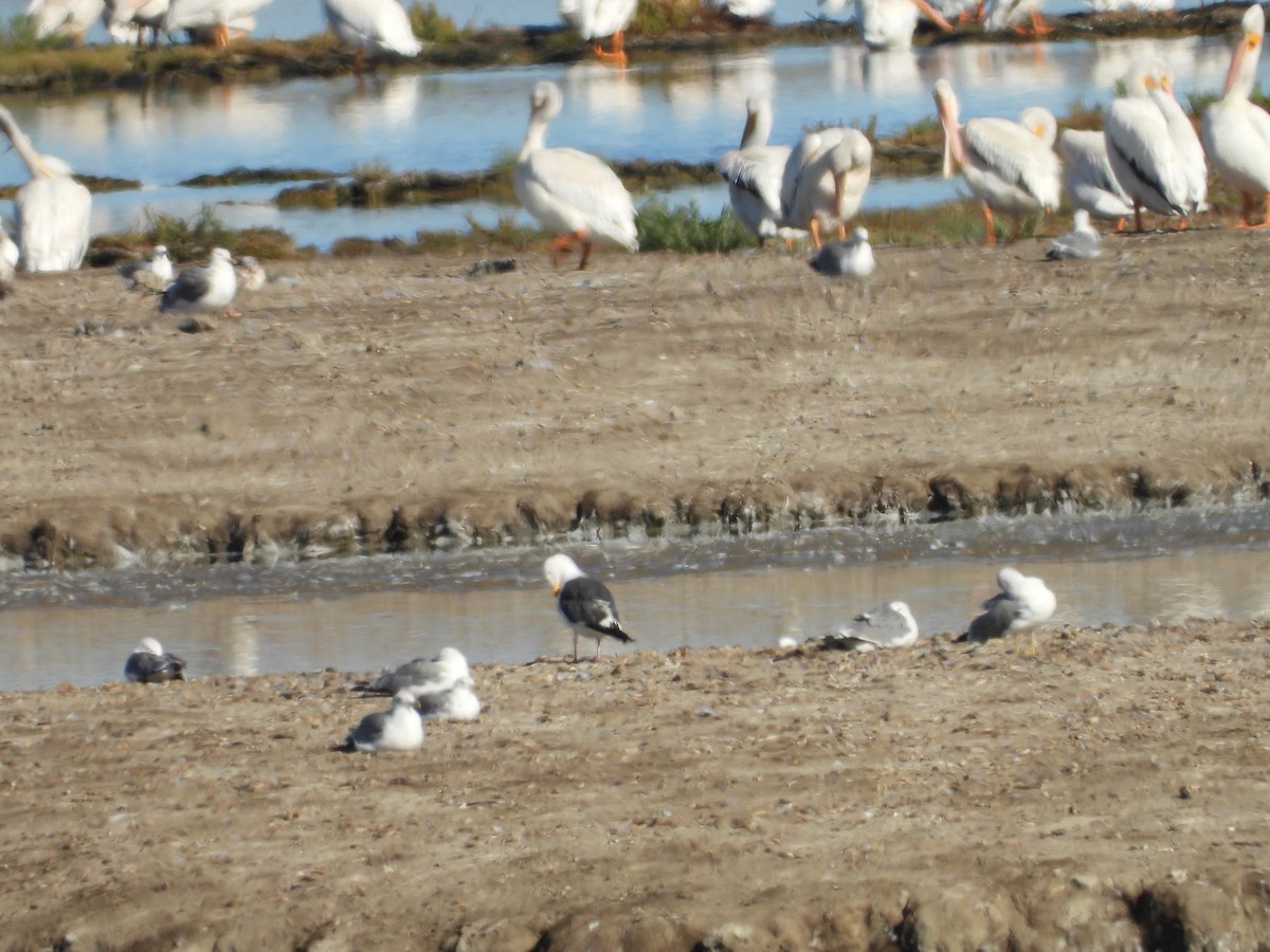 Western Gull - ML622548797