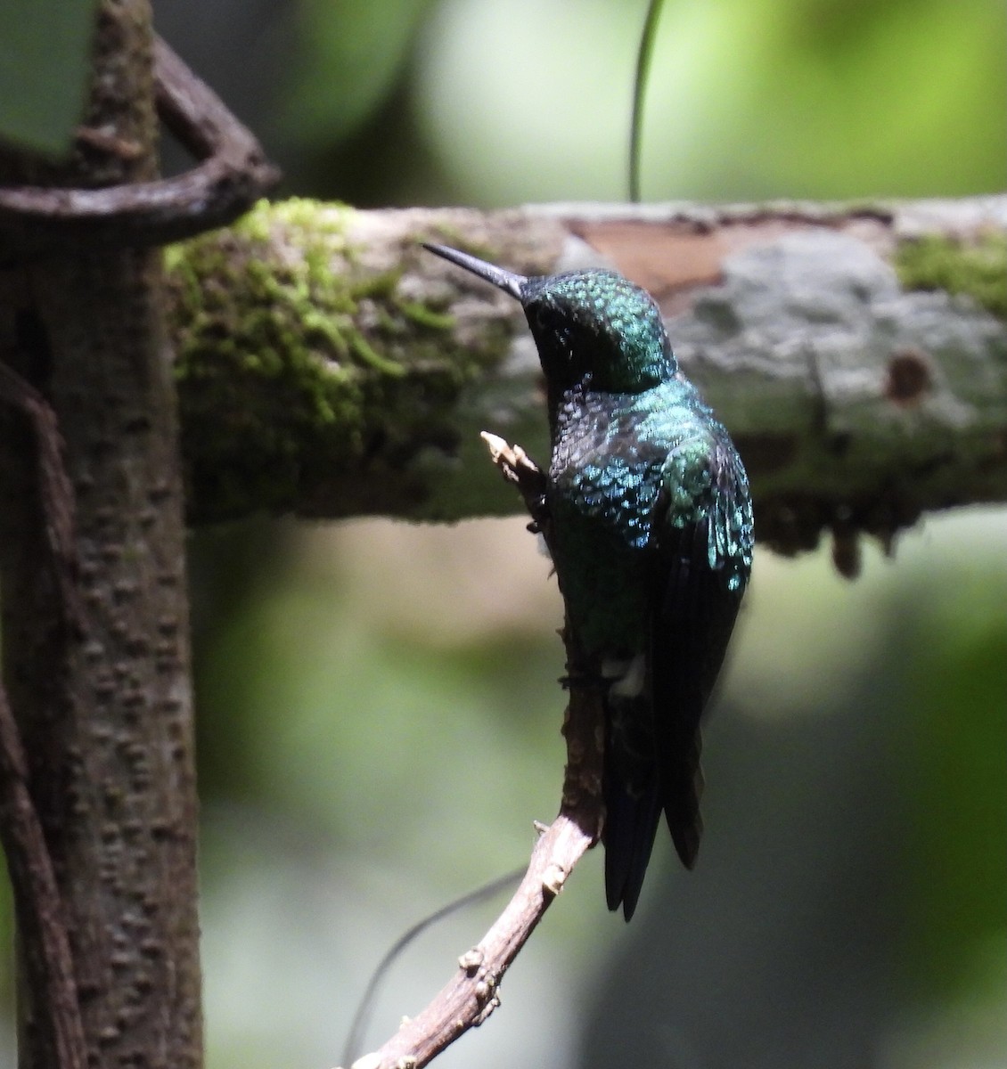 Steely-vented Hummingbird - ML622548865