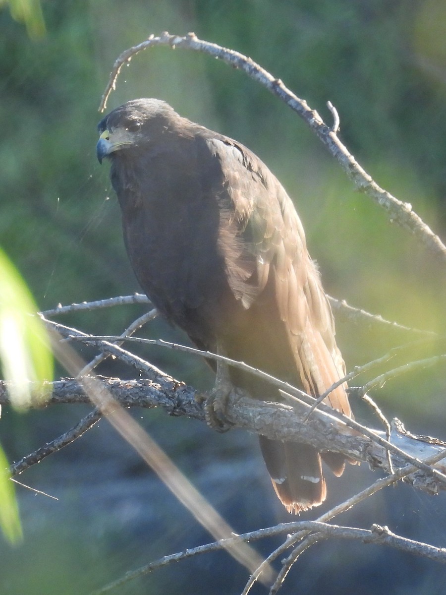 Common Black Hawk - ML622548882