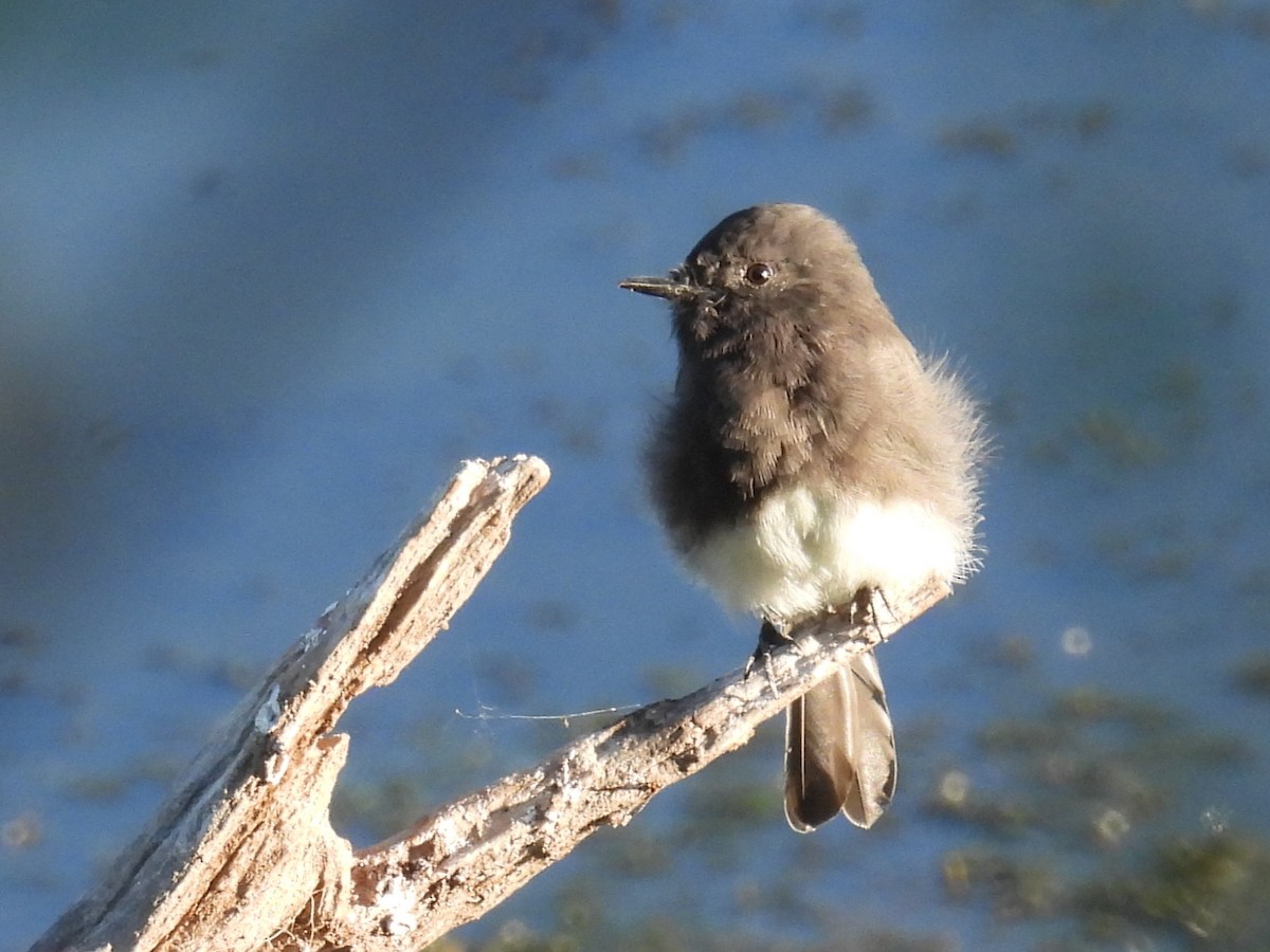 Black Phoebe - ML622548915