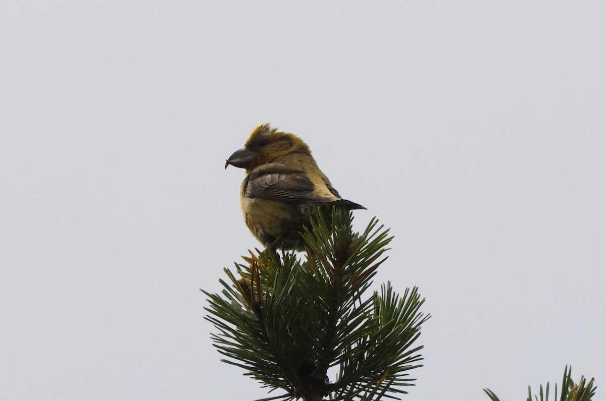 crossbill sp. - ML622548943