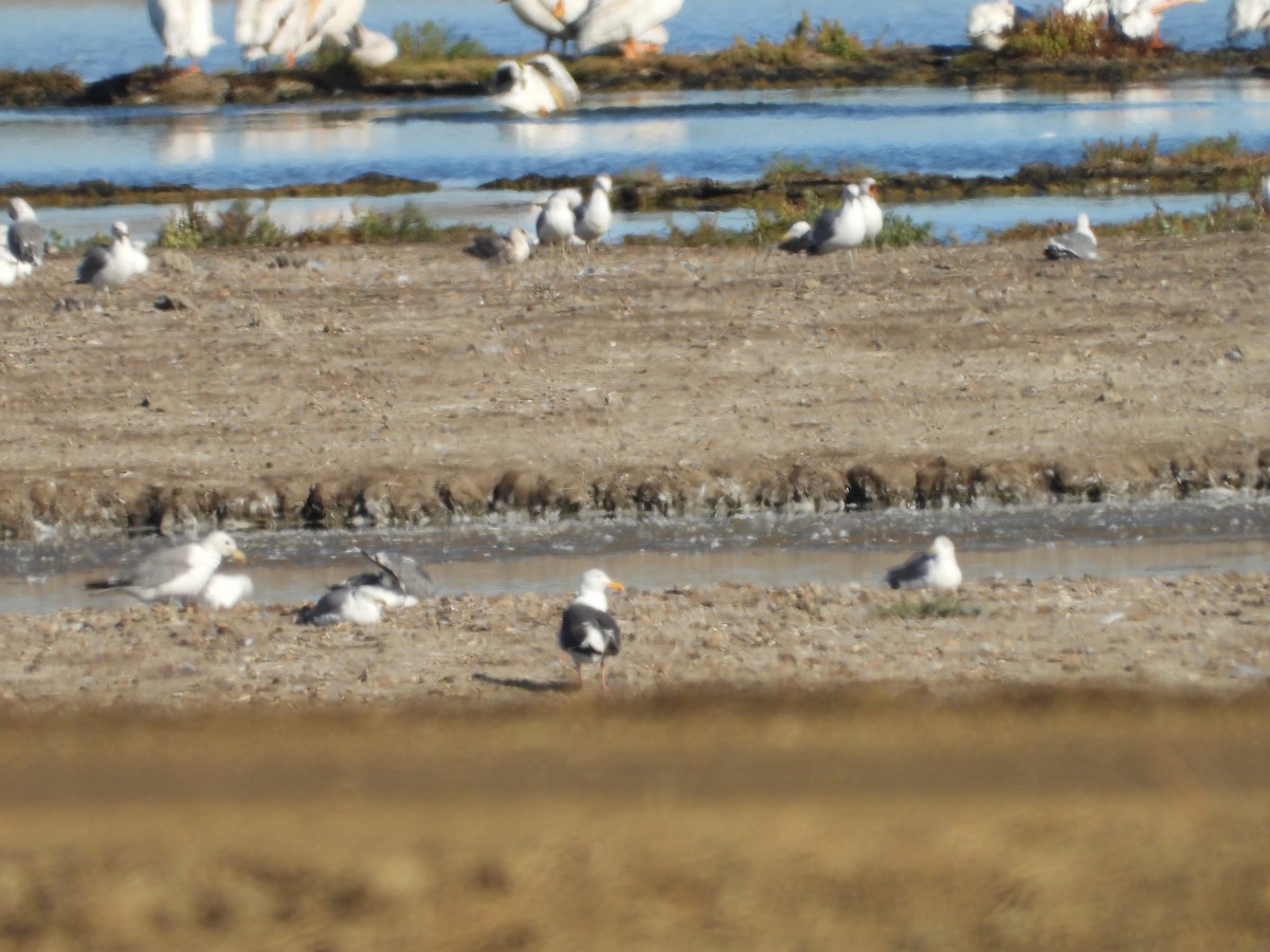 Western Gull - ML622548945