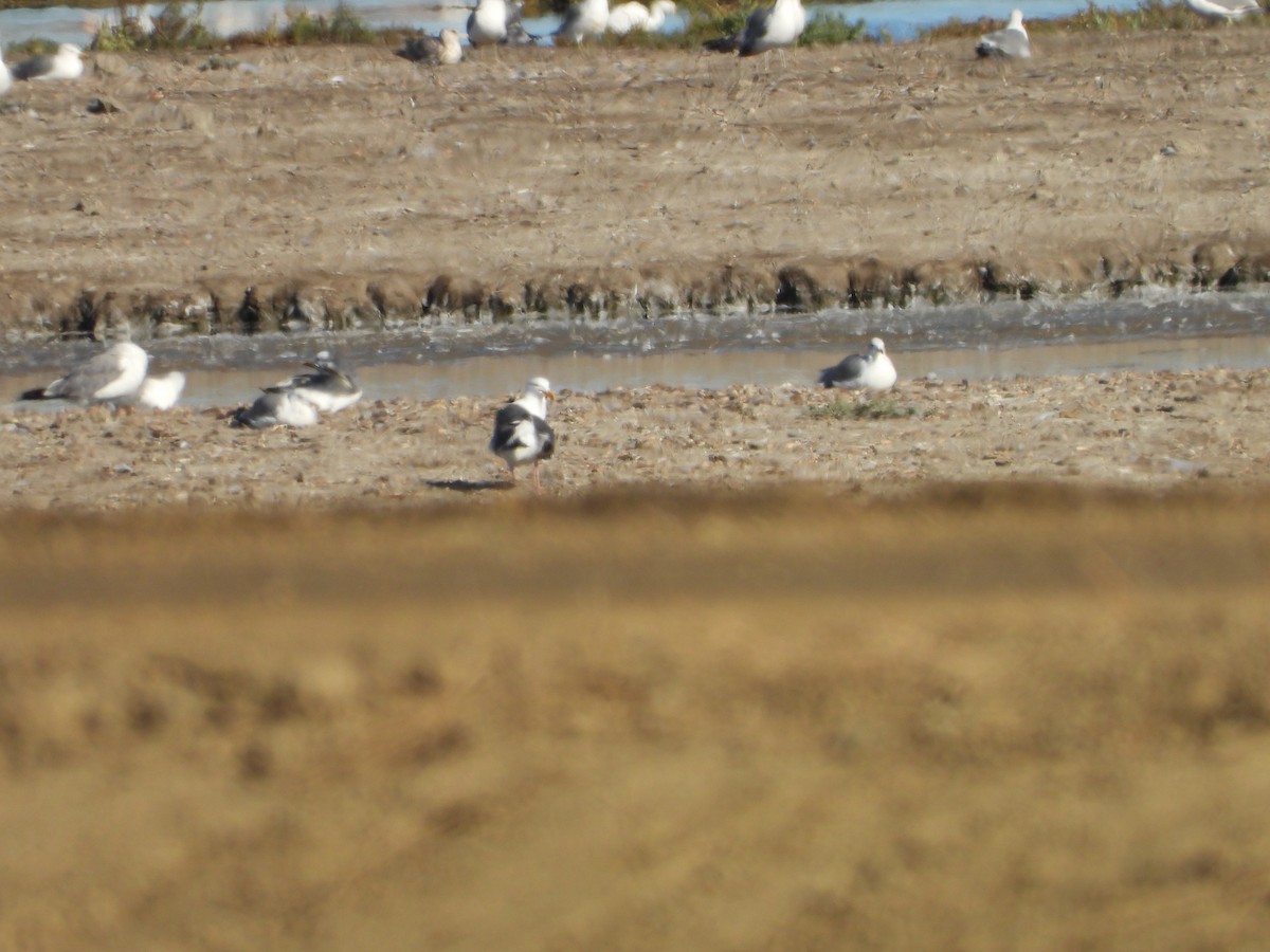 Western Gull - ML622548948