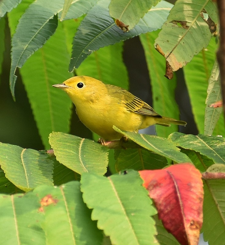 Yellow Warbler - ML622548976