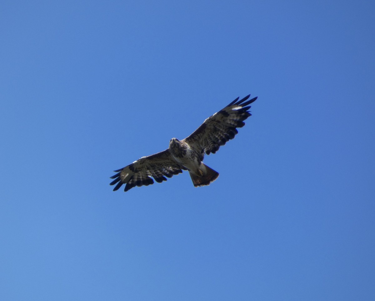 Common Buzzard - ML622548978