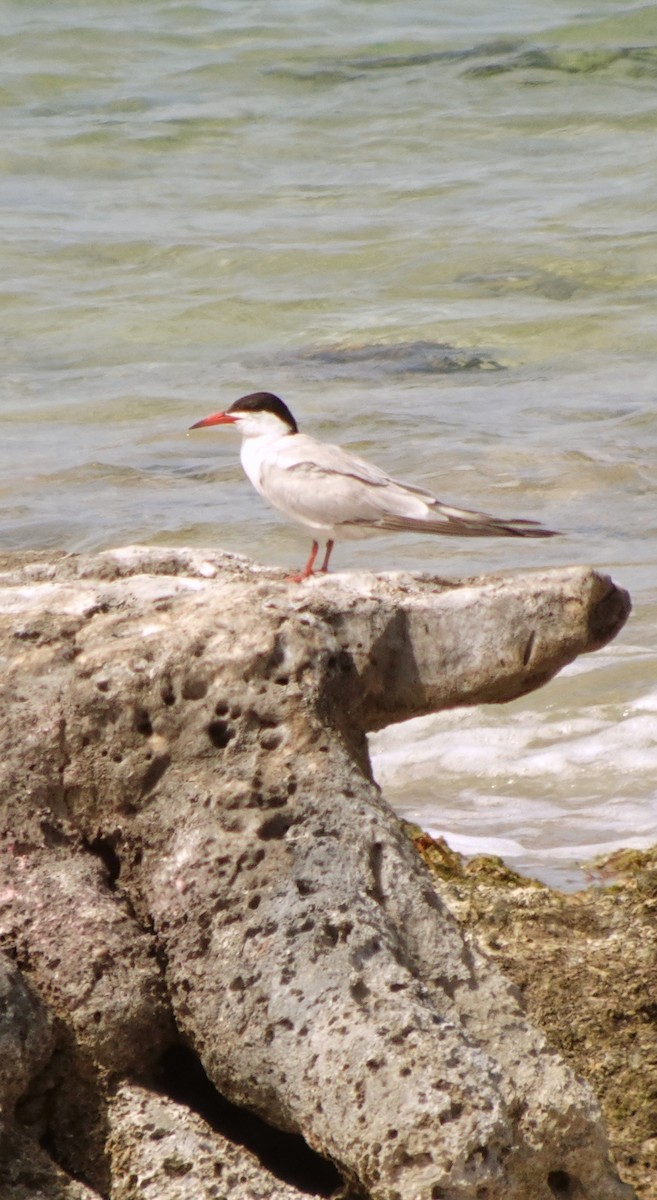 Common Tern - ML622548997