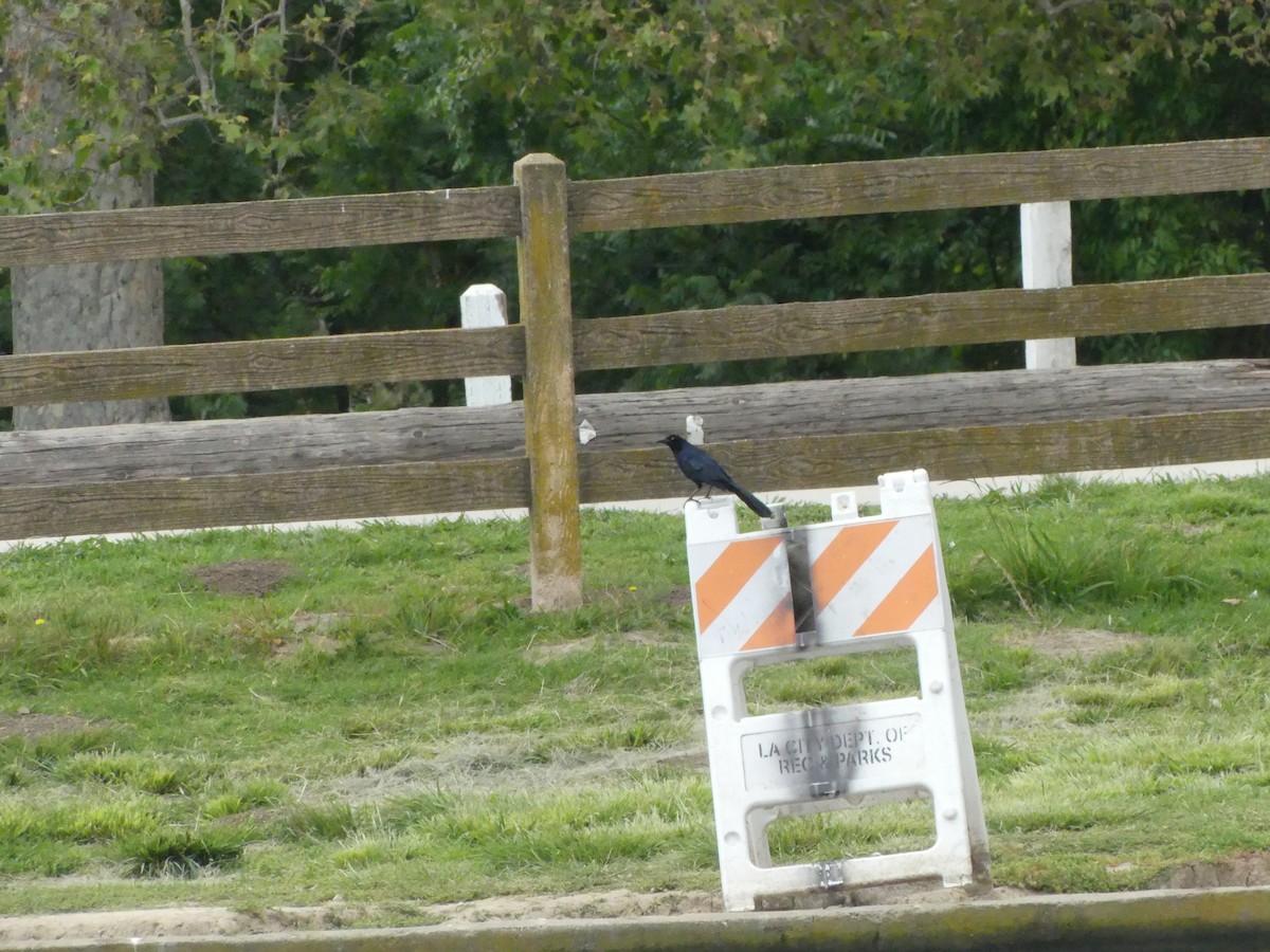 Great-tailed Grackle - Larry Koopa