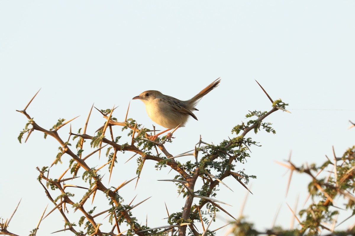 Croaking Cisticola - ML622549080