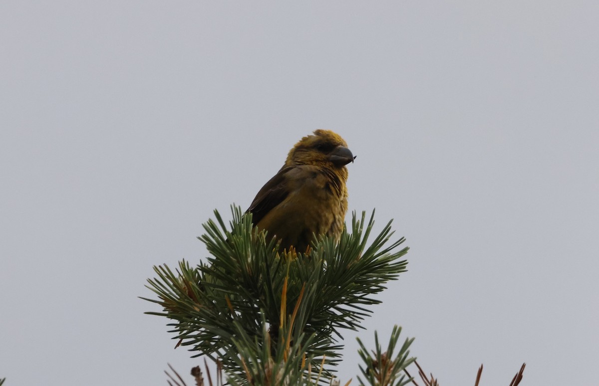 crossbill sp. - ML622549172