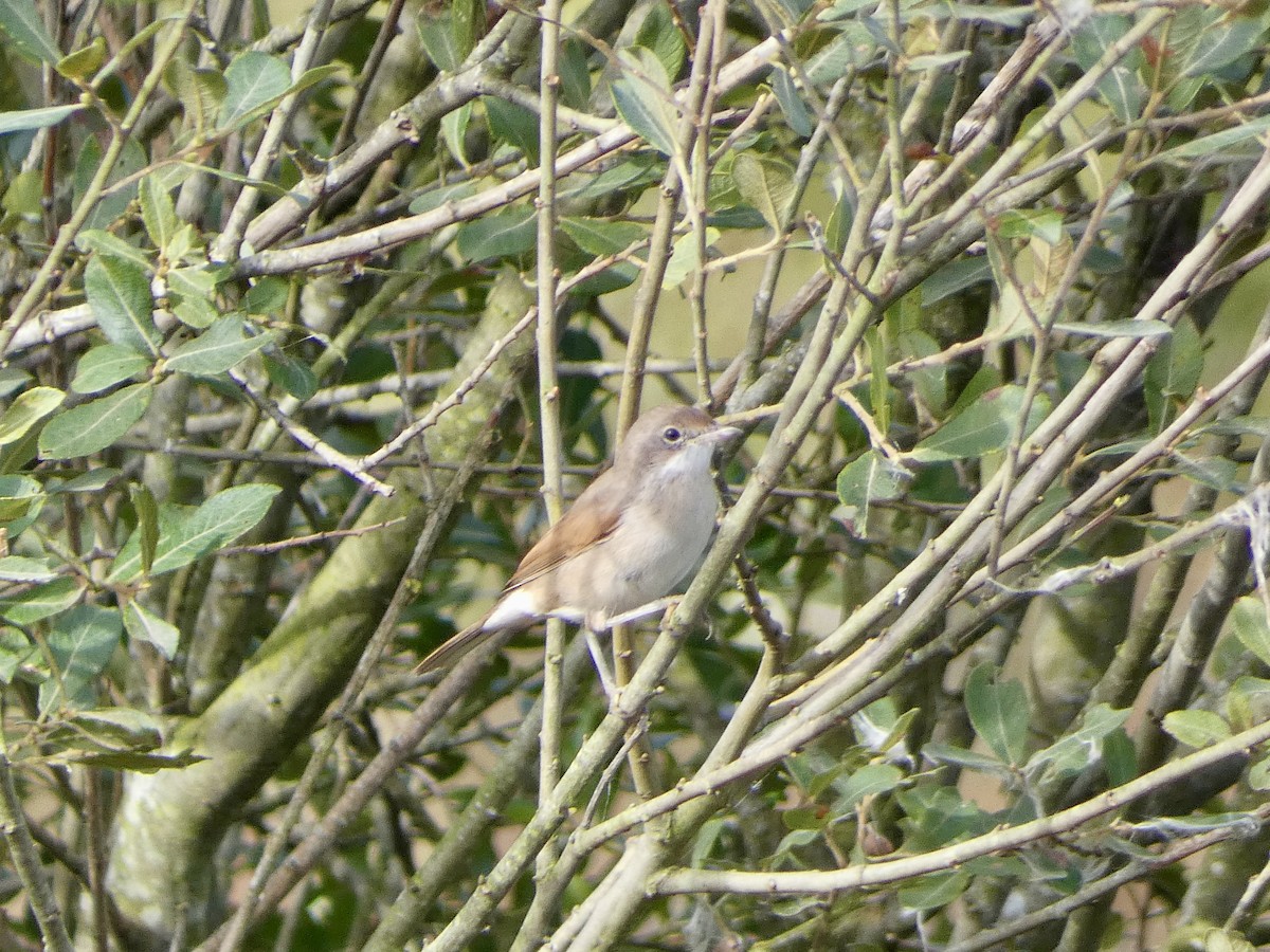 Greater Whitethroat - ML622549173