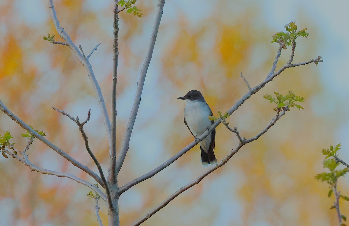 Eastern Kingbird - ML622549175