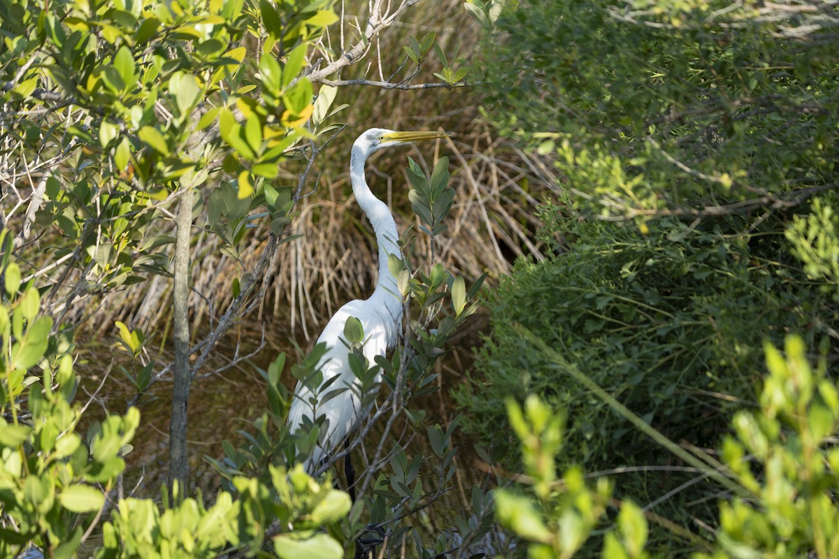 Great Egret - ML622549177