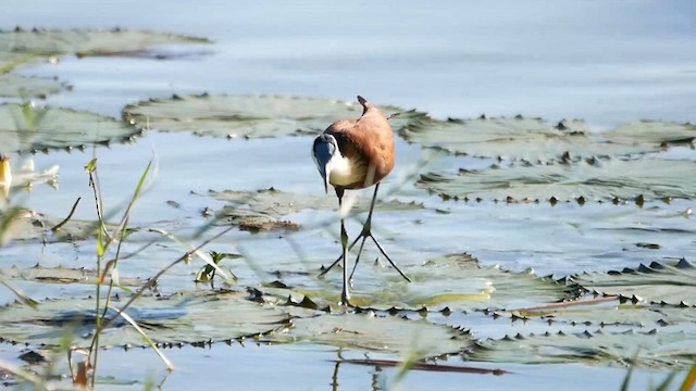 African Jacana - ML622549178