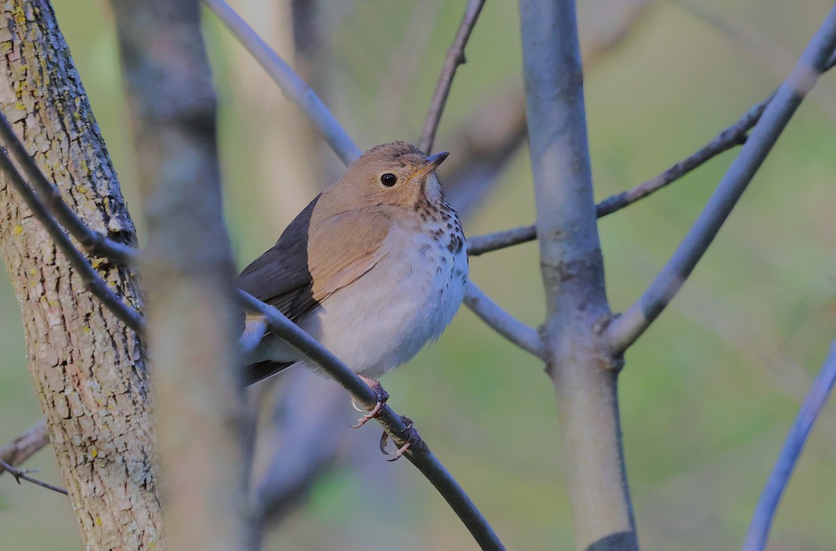 Hermit Thrush - Samuel Lau