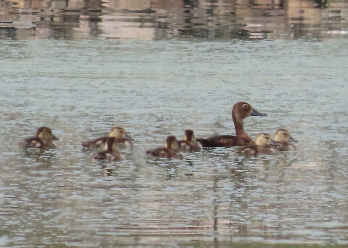 Ring-necked Duck - ML622549188