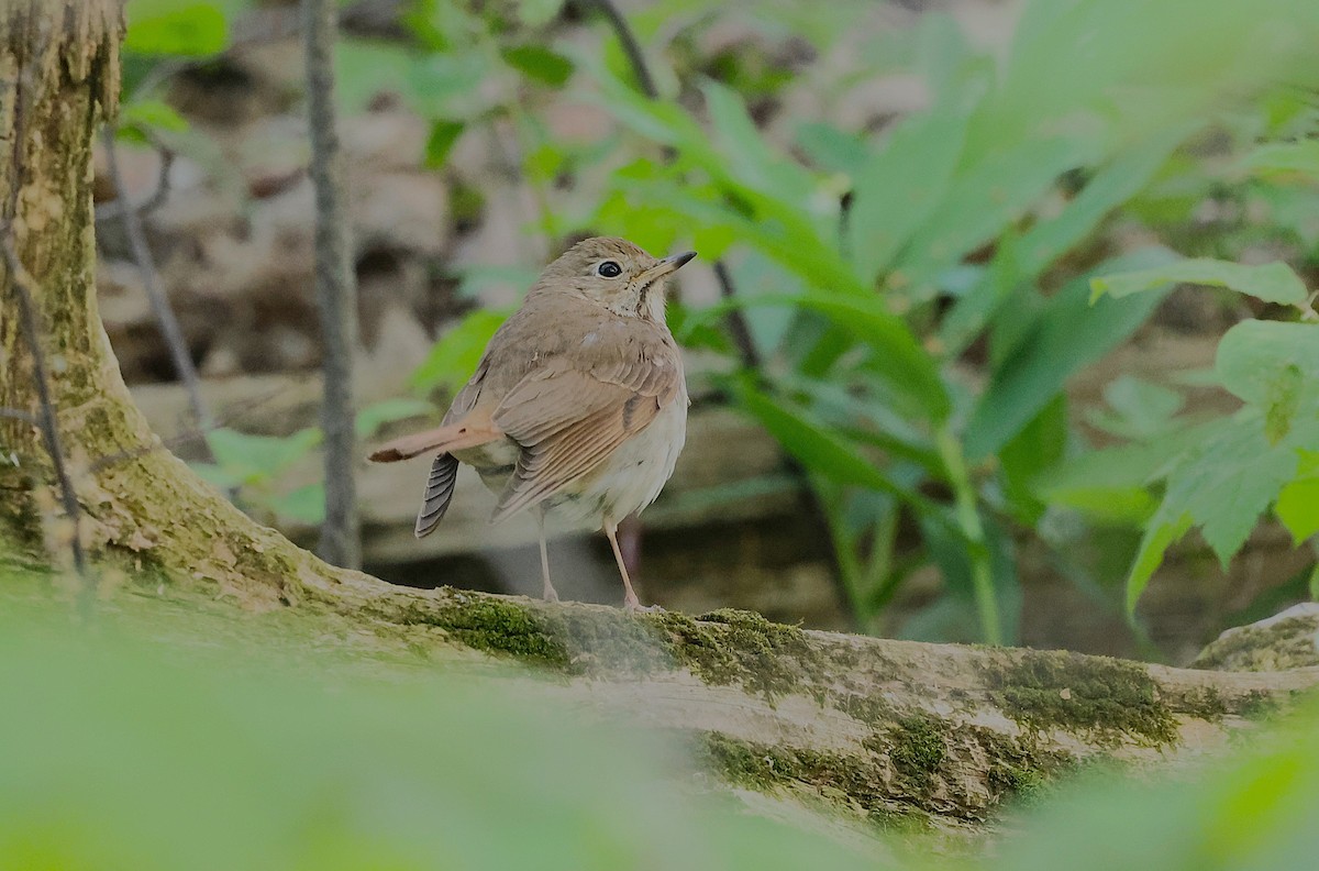 Hermit Thrush - ML622549195