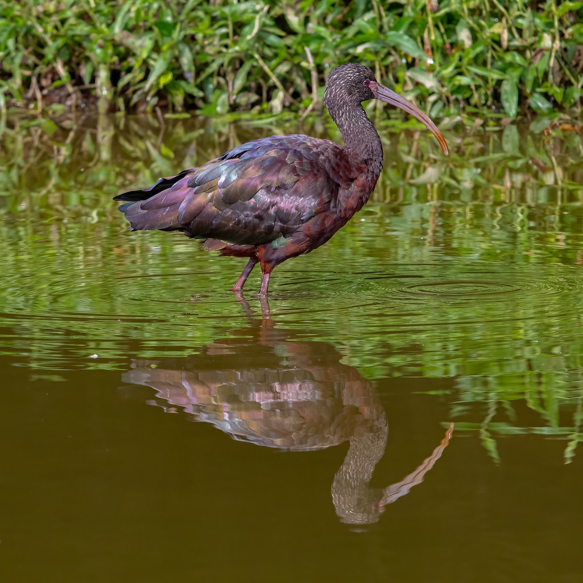 White-faced Ibis - ML622549210