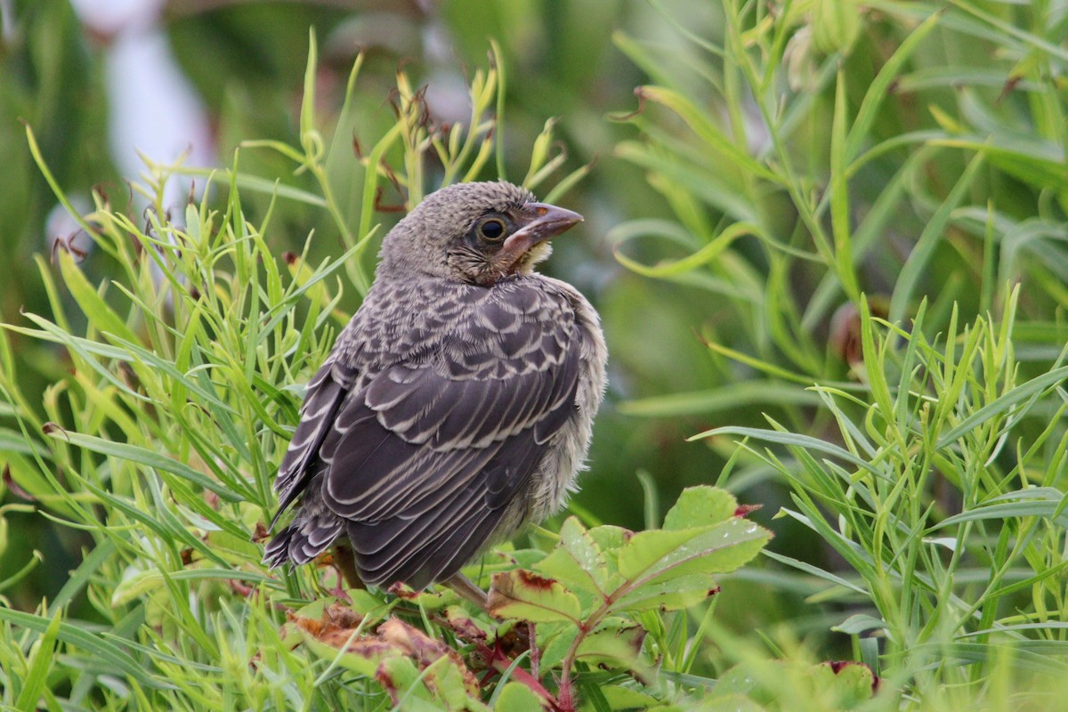 American Robin (migratorius Group) - ML622549242