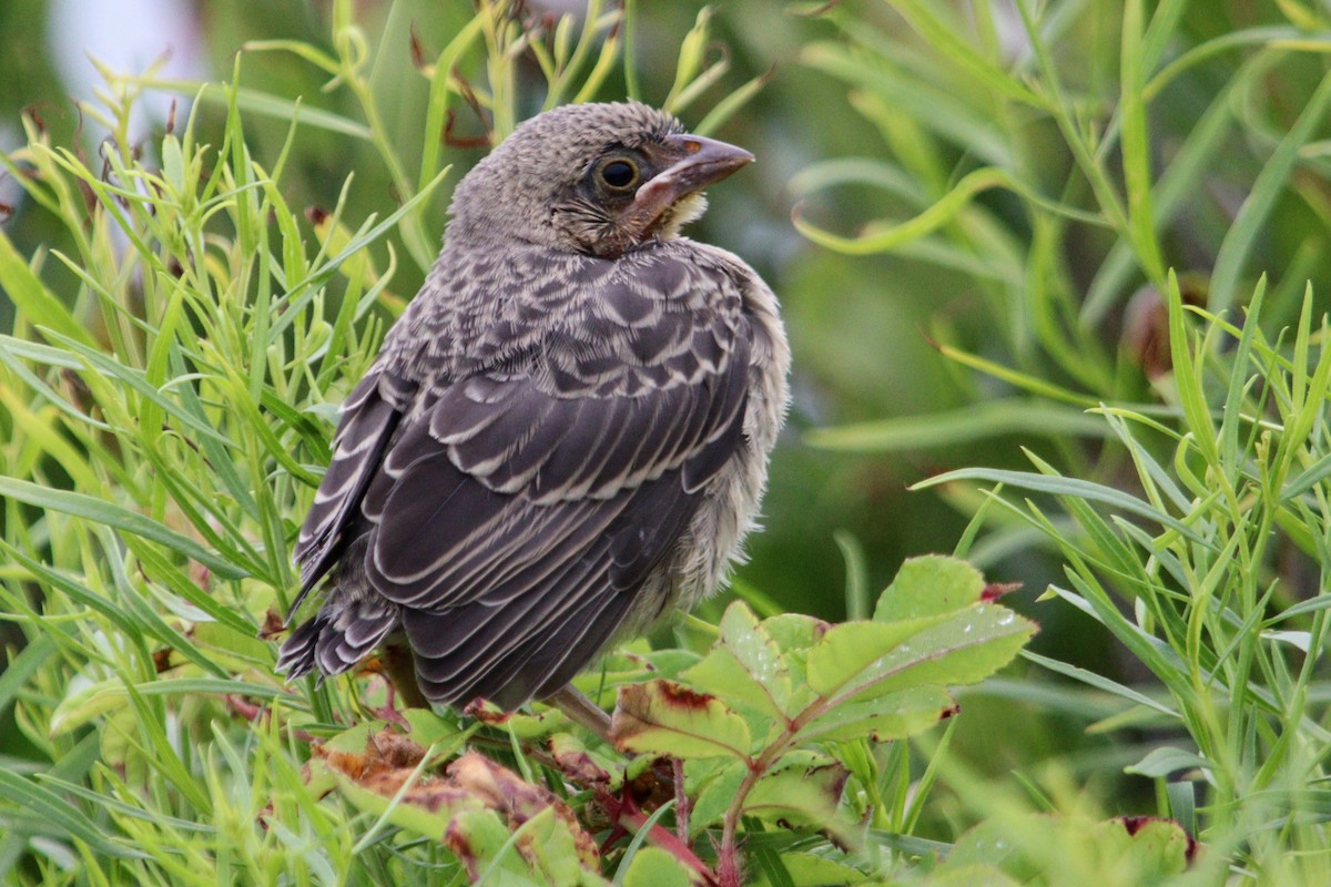 American Robin (migratorius Group) - ML622549244