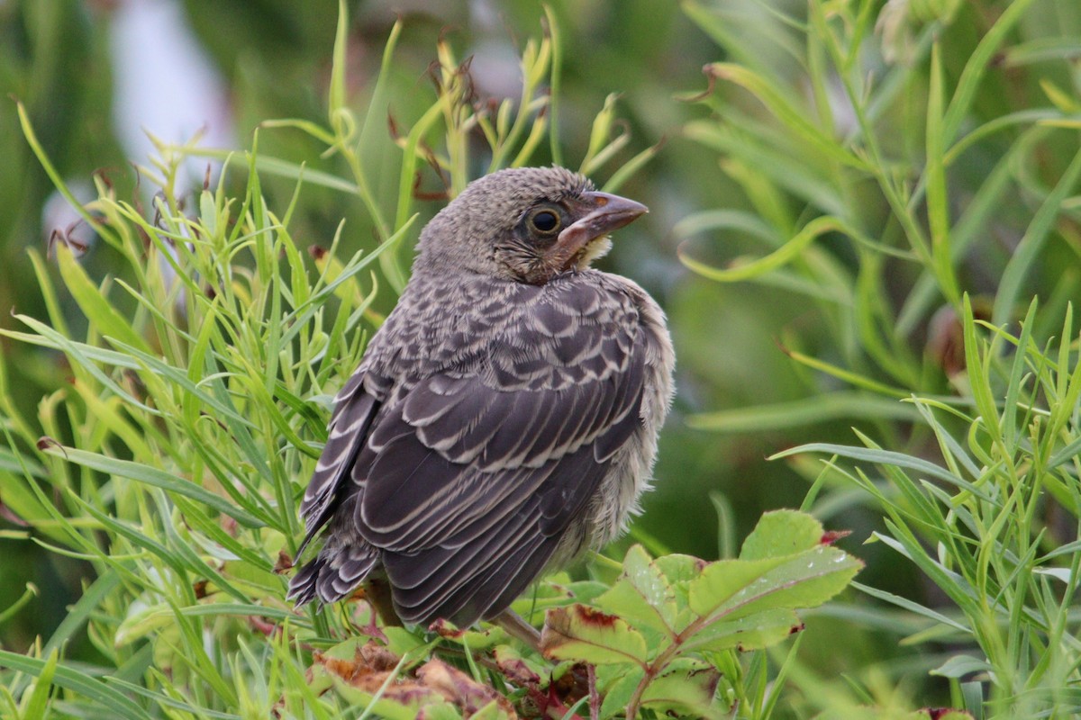 American Robin (migratorius Group) - ML622549245