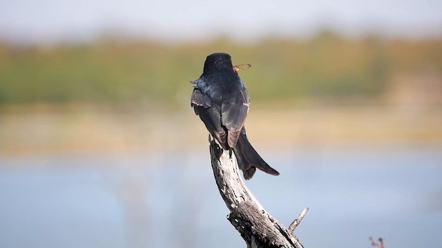 Çatal Kuyruklu Drongo - ML622549248