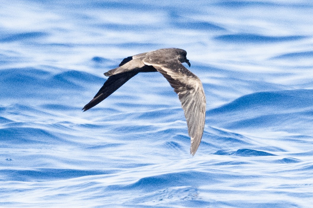 Markham's Storm-Petrel - ML622549277