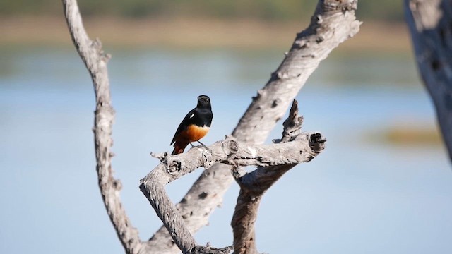 Mocking Cliff-Chat - ML622549310