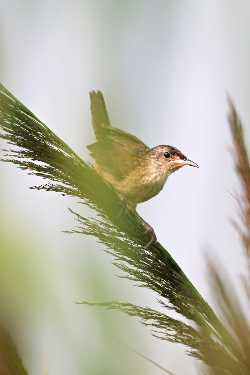 Marsh Wren - ML622549386