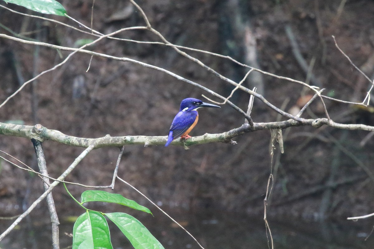 Shining-blue Kingfisher - ML622549390