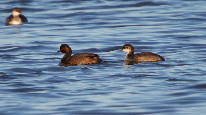 Eared Grebe - ML622549395