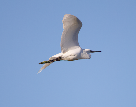 Little Egret - ML622549414
