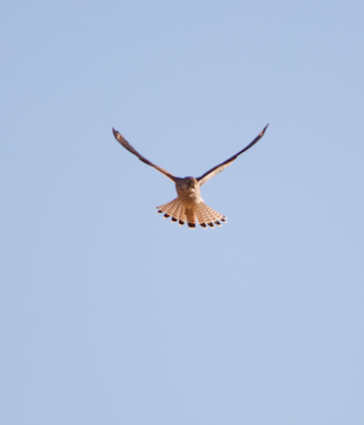 Eurasian Kestrel - ML622549417