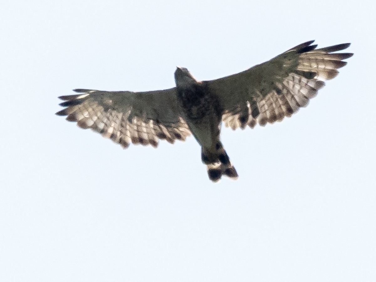 Broad-winged Hawk - ML622549419