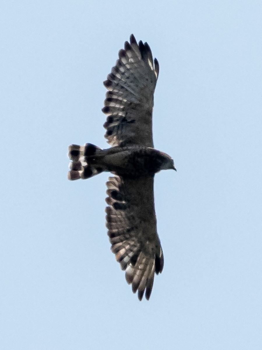 Broad-winged Hawk - ML622549420