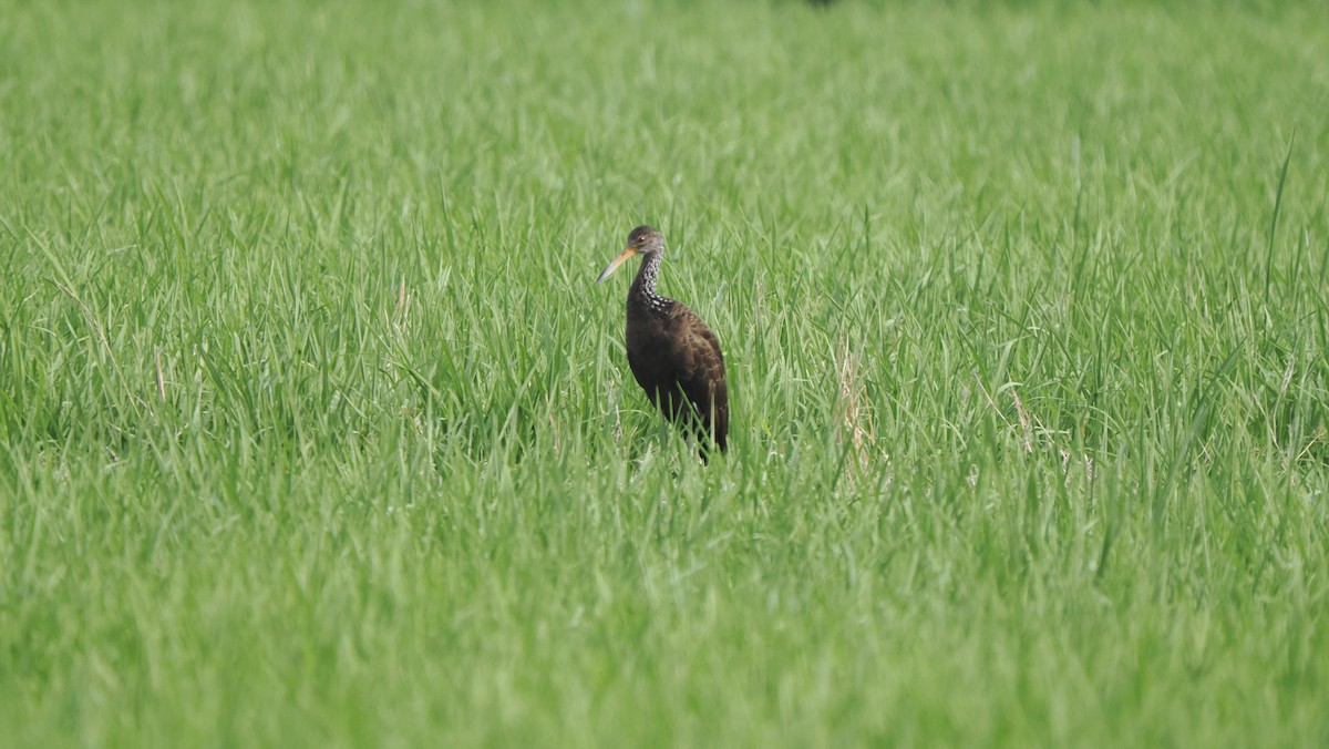 Limpkin (Brown-backed) - Mike Grant