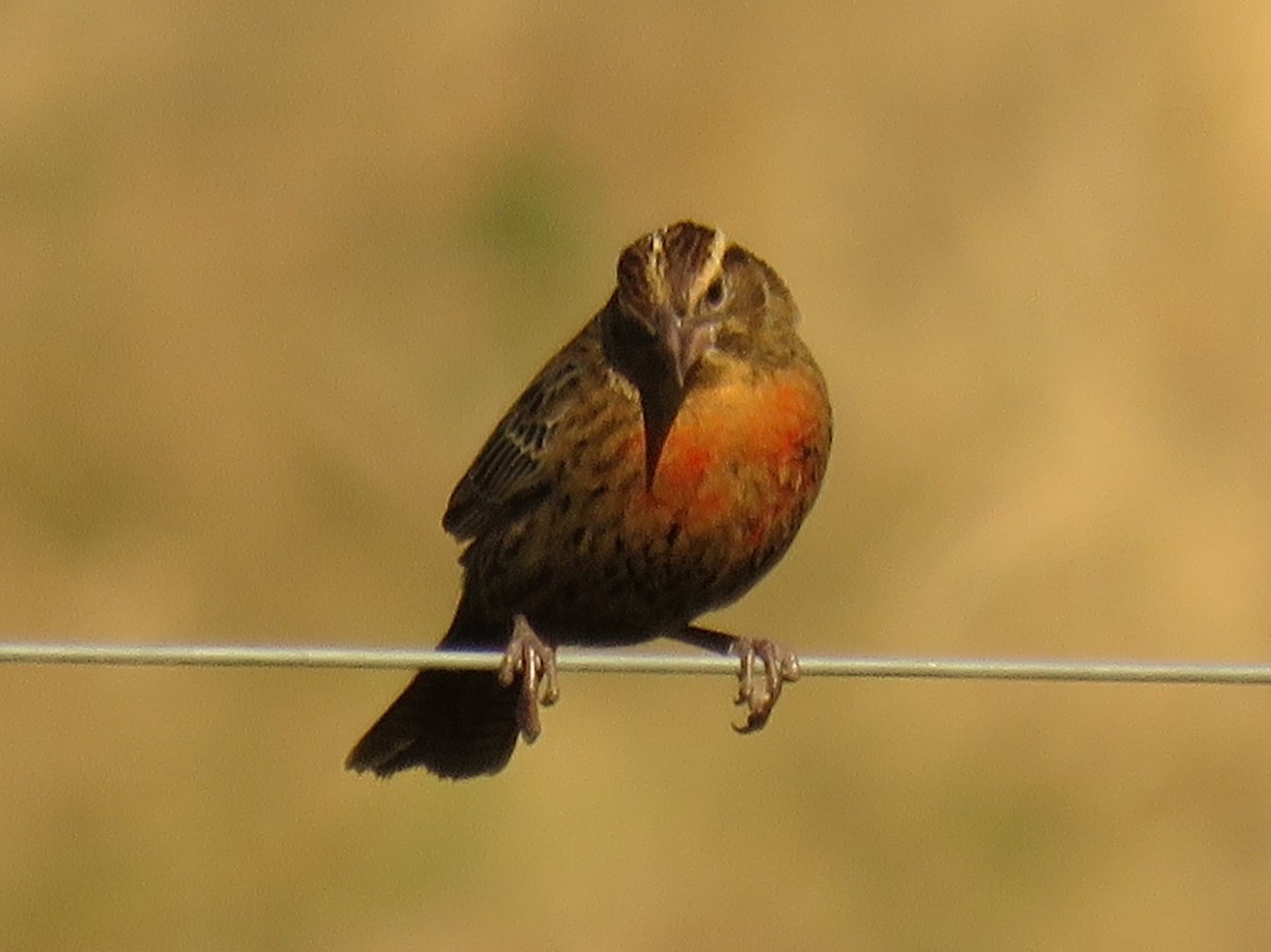 White-browed Meadowlark - ML622549461