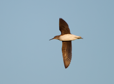 Green Sandpiper - ML622549462