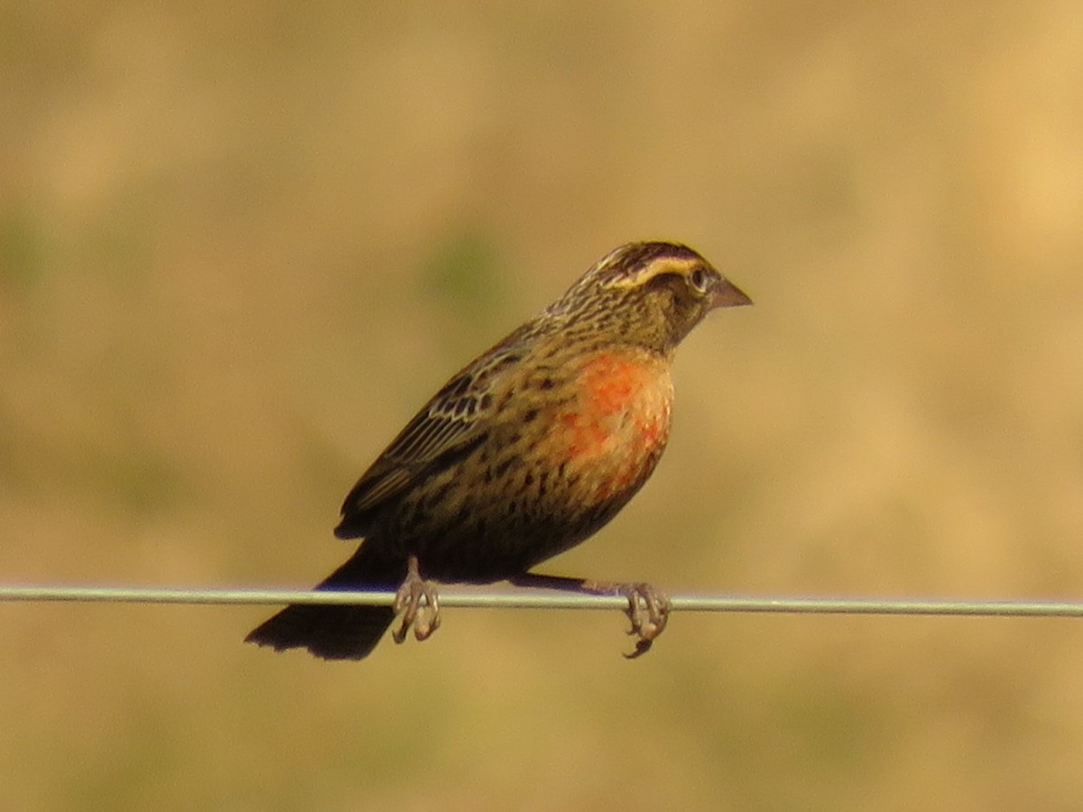 White-browed Meadowlark - ML622549478