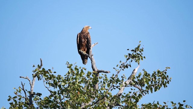 Tawny Eagle - ML622549480