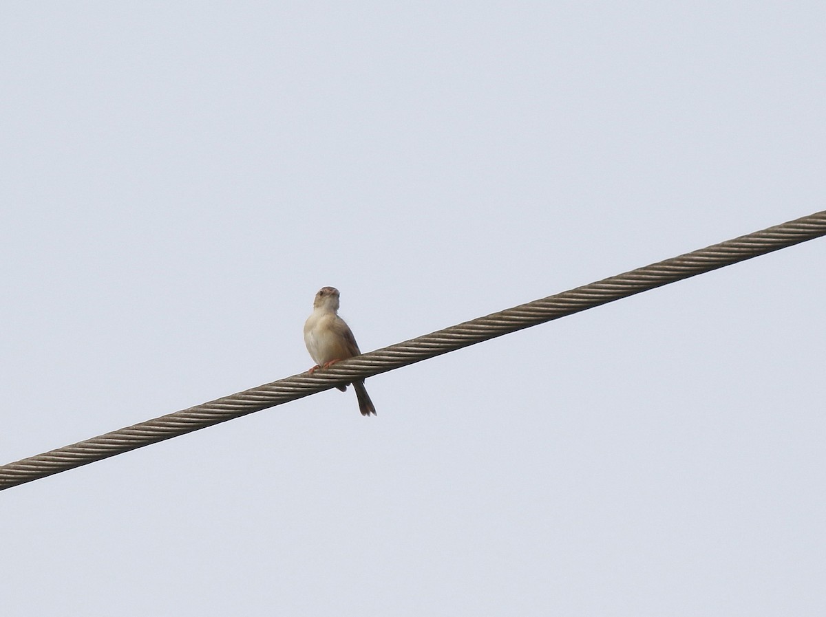 Siffling Cisticola - ML622549521