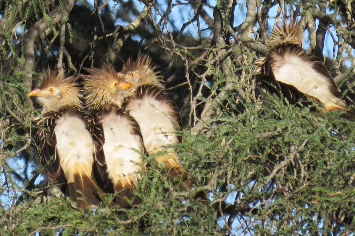 Guira Cuckoo - ML622549557