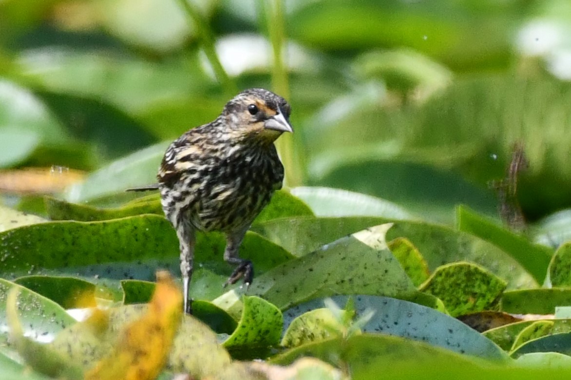 Red-winged Blackbird - ML622549566