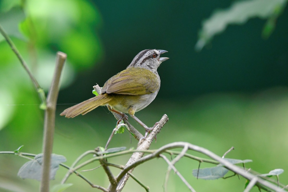 Green-backed Sparrow - ML622549603