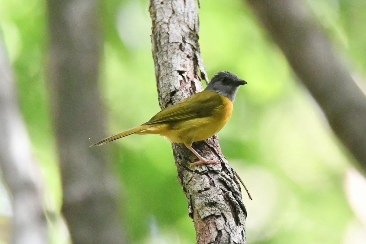 Gray-headed Tanager - ML622549621