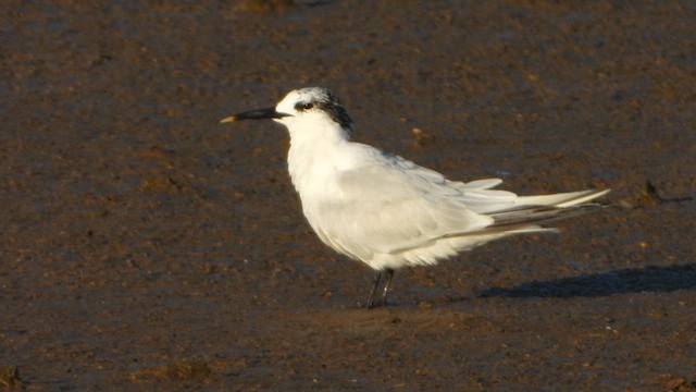 Sandwich Tern - ML622549669