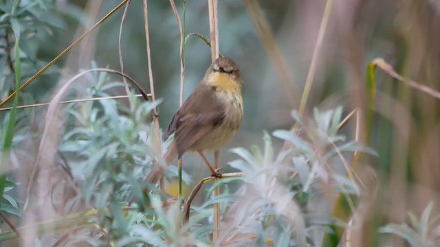 Drakensberg Prinia - ML622549771