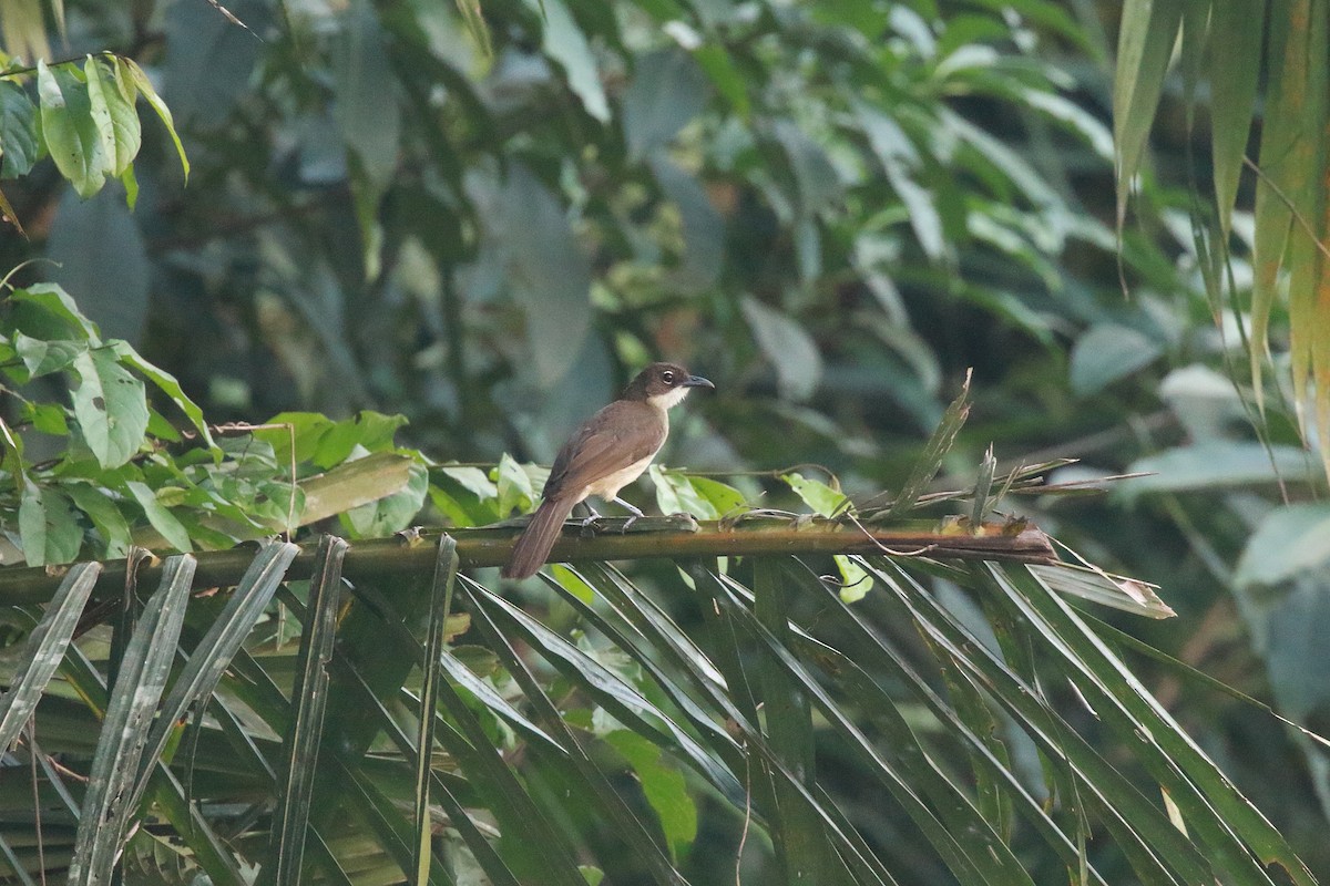 Simple Greenbul - Neil Osborne