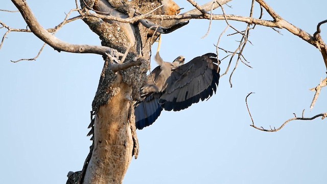 Dark Chanting-Goshawk - ML622549921