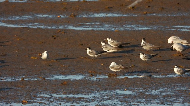 Black Tern - ML622549934