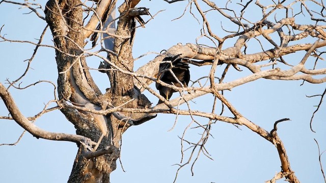 African Harrier-Hawk - ML622549945